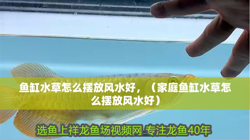 魚缸水草怎么擺放風水好，（家庭魚缸水草怎么擺放風水好）
