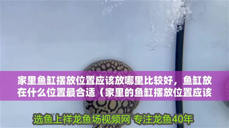 家里魚缸擺放位置應該放哪里比較好，魚缸放在什么位置最合適（家里的魚缸擺放位置應該放哪里比較好）