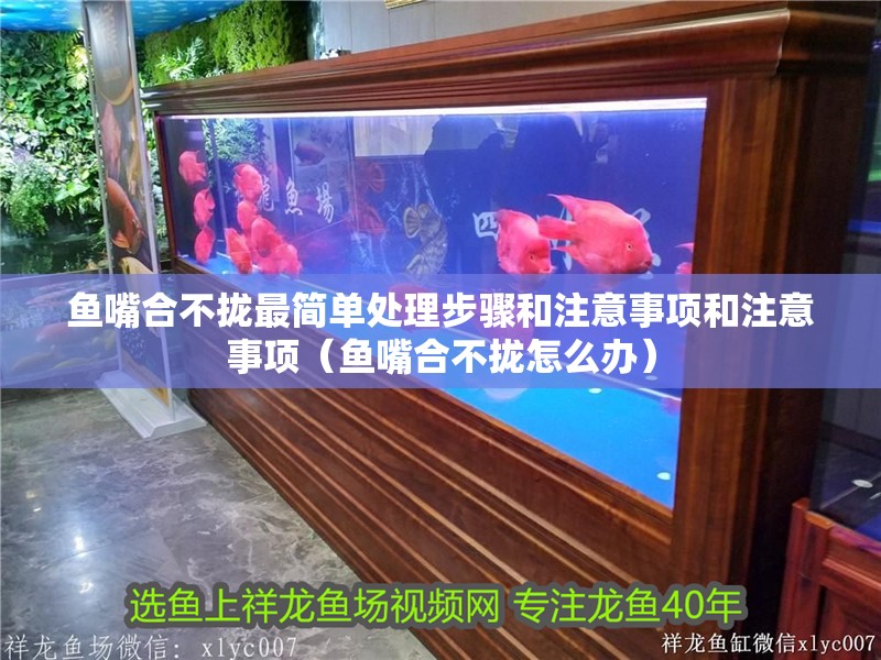 魚嘴合不攏最簡單處理步驟和注意事項和注意事項（魚嘴合不攏怎么辦）