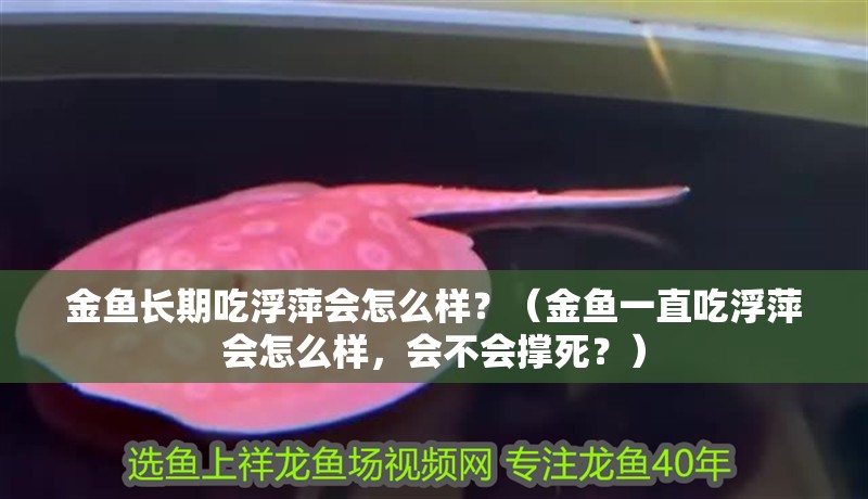 金魚長期吃浮萍會怎么樣？（金魚一直吃浮萍會怎么樣，會不會撐死？）