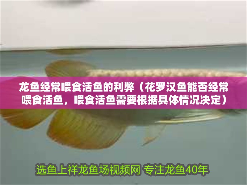 龍魚經常喂食活魚的利弊（花羅漢魚能否經常喂食活魚，喂食活魚需要根據具體情況決定）