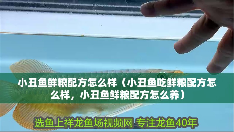 小丑魚鮮糧配方怎么樣（小丑魚吃鮮糧配方怎么樣，小丑魚鮮糧配方怎么養）