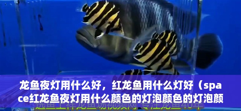 龍魚夜燈用什么好，紅龍魚用什么燈好（space紅龍魚夜燈用什么顏色的燈泡顏色的燈泡顏色對(duì)應(yīng)的影響）