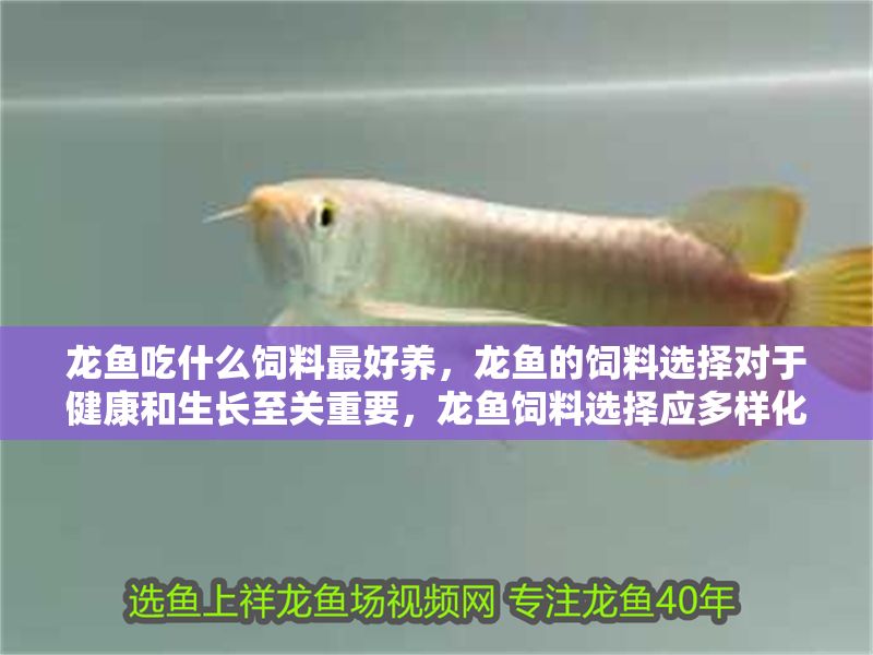 龍魚吃什么飼料最好養，龍魚的飼料選擇對于健康和生長至關重要，龍魚飼料選擇應多樣化