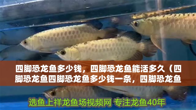 四腳恐龍魚(yú)多少錢，四腳恐龍魚(yú)能活多久（四腳恐龍魚(yú)四腳恐龍魚(yú)多少錢一條，四腳恐龍魚(yú)多少錢一條）