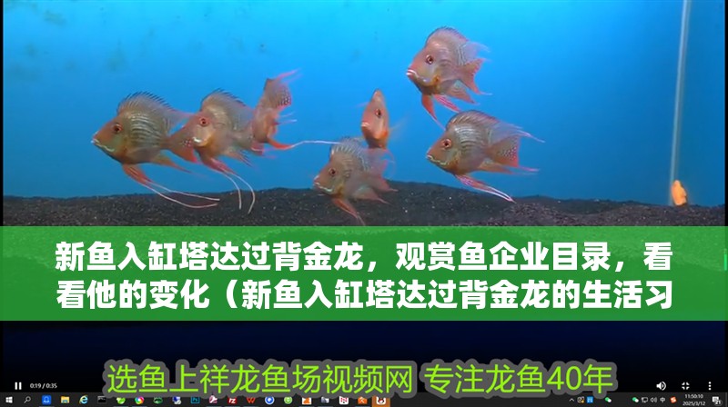 新魚入缸塔達過背金龍，觀賞魚企業目錄，看看他的變化（新魚入缸塔達過背金龍的生活習性及適應能力）