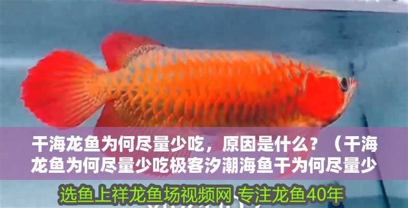 干海龍魚為何盡量少吃，原因是什么？（干海龍魚為何盡量少吃極客汐潮海魚干為何盡量少吃）