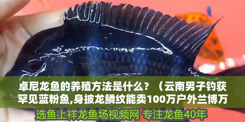 卓尼龍魚的養殖方法是什么？（云南男子釣獲罕見藍粉魚,身披龍鱗紋能賣100萬戶外蘭博萬）