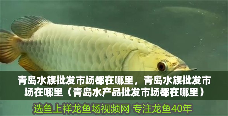 青島水族批發市場都在哪里，青島水族批發市場在哪里（青島水產品批發市場都在哪里）