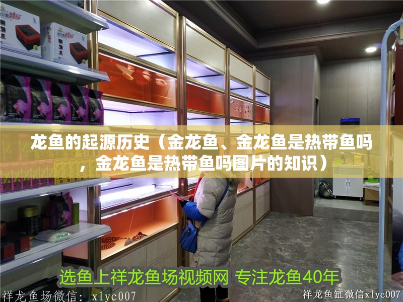 龍魚的起源歷史（金龍魚、金龍魚是熱帶魚嗎，金龍魚是熱帶魚嗎圖片的知識）