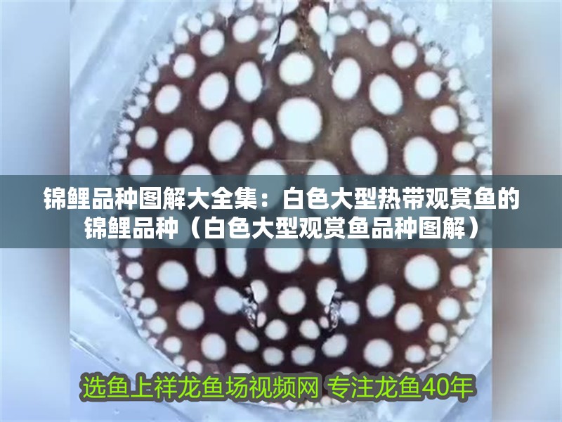 錦鯉品種圖解大全集：白色大型熱帶觀賞魚的錦鯉品種（白色大型觀賞魚品種圖解）