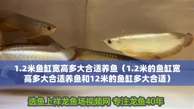 1.2米魚缸寬高多大合適養魚（1.2米的魚缸寬高多大合適養魚和12米的魚缸多大合適）