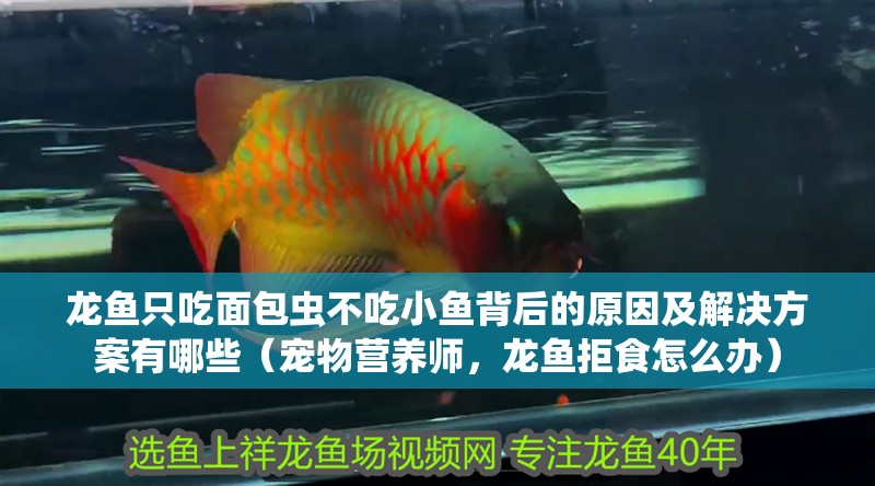 龍魚(yú)只吃面包蟲(chóng)不吃小魚(yú)背后的原因及解決方案有哪些（寵物營(yíng)養(yǎng)師，龍魚(yú)拒食怎么辦）