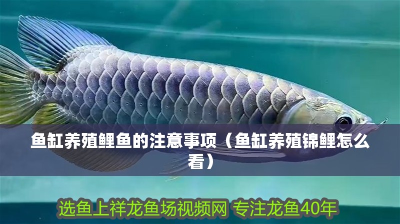 魚(yú)缸養(yǎng)殖鯉魚(yú)的注意事項(xiàng)（魚(yú)缸養(yǎng)殖錦鯉怎么看）