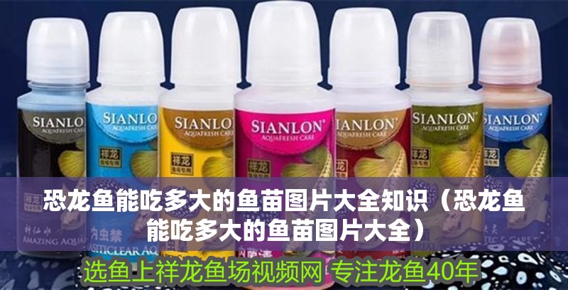 恐龍魚能吃多大的魚苗圖片大全知識（恐龍魚能吃多大的魚苗圖片大全）