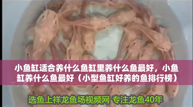 小魚缸適合養什么魚缸里養什么魚最好，小魚缸養什么魚最好（小型魚缸好養的魚排行榜）