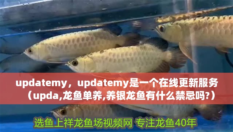 updatemy，updatemy是一個在線更新服務（upda,龍魚單養,養銀龍魚有什么禁忌嗎?）