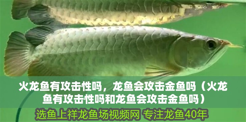 火龍魚有攻擊性嗎，龍魚會攻擊金魚嗎（火龍魚有攻擊性嗎和龍魚會攻擊金魚嗎）