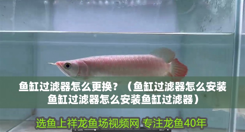 魚(yú)缸過(guò)濾器怎么更換？（魚(yú)缸過(guò)濾器怎么安裝魚(yú)缸過(guò)濾器怎么安裝魚(yú)缸過(guò)濾器）