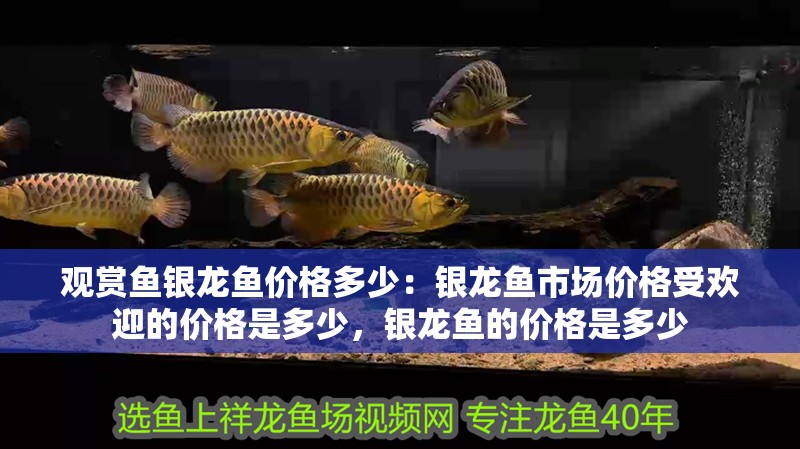 觀賞魚銀龍魚價格多少：銀龍魚市場價格受歡迎的價格是多少，銀龍魚的價格是多少