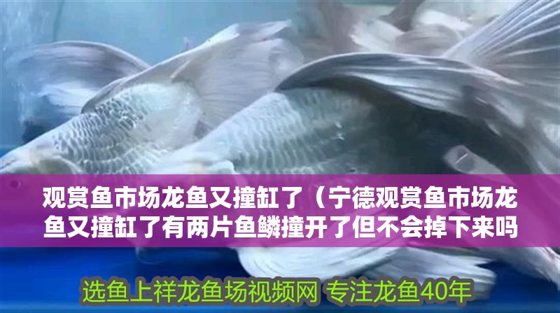 觀賞魚市場龍魚又撞缸了（寧德觀賞魚市場龍魚又撞缸了有兩片魚鱗撞開了但不會掉下來嗎）