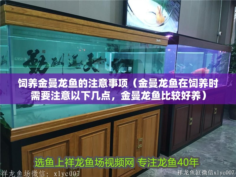 飼養(yǎng)金曼龍魚的注意事項（金曼龍魚在飼養(yǎng)時需要注意以下幾點，金曼龍魚比較好養(yǎng)）