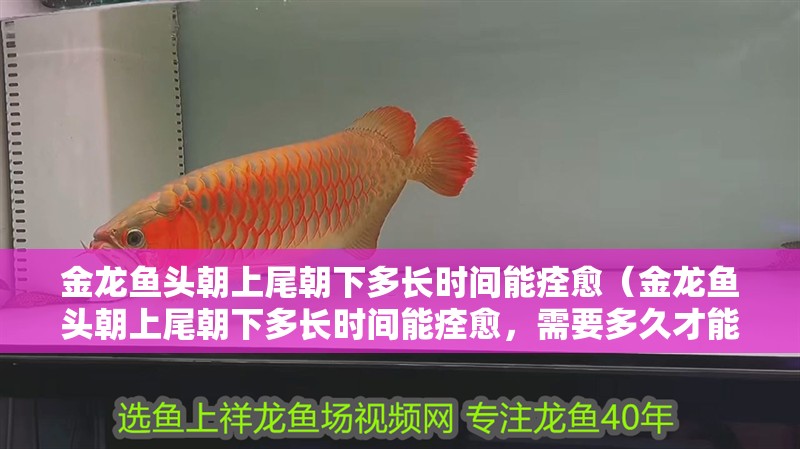 金龍魚頭朝上尾朝下多長時間能痊愈（金龍魚頭朝上尾朝下多長時間能痊愈，需要多久才能恢復健康）