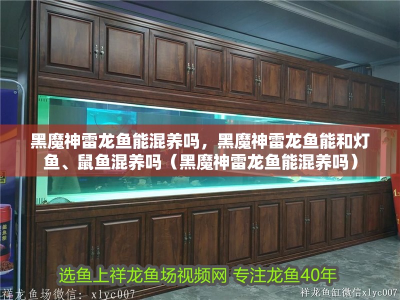 黑魔神雷龍魚能混養嗎，黑魔神雷龍魚能和燈魚、鼠魚混養嗎（黑魔神雷龍魚能混養嗎） 黑魔神雷龍魚能混養嗎，黑魔神雷龍魚能和燈魚、鼠魚混養嗎（黑魔神雷龍魚能混養嗎） 觀賞魚百科 第2張