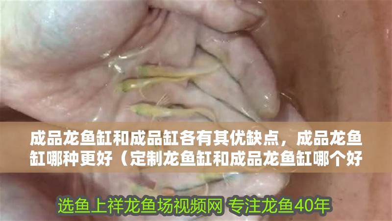 成品龍魚缸和成品缸各有其優缺點，成品龍魚缸哪種更好（定制龍魚缸和成品龍魚缸哪個好）