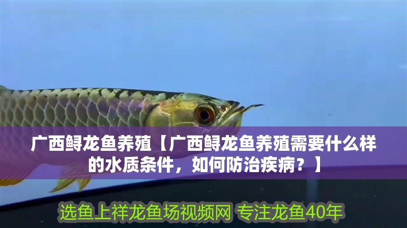 廣西鱘龍魚(yú)養(yǎng)殖【廣西鱘龍魚(yú)養(yǎng)殖需要什么樣的水質(zhì)條件，如何防治疾病？】