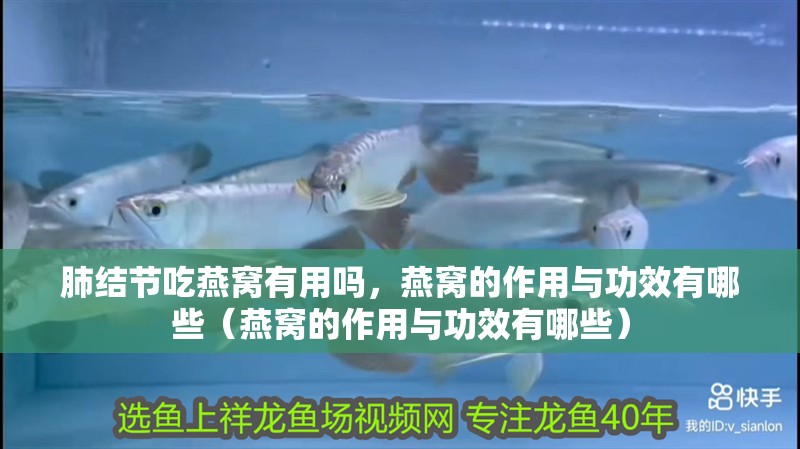 肺結節吃燕窩有用嗎，燕窩的作用與功效有哪些（燕窩的作用與功效有哪些）