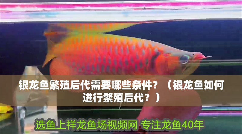 銀龍魚繁殖后代需要哪些條件？（銀龍魚如何進行繁殖后代？）