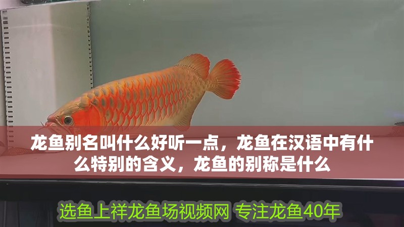 龍魚別名叫什么好聽一點，龍魚在漢語中有什么特別的含義，龍魚的別稱是什么