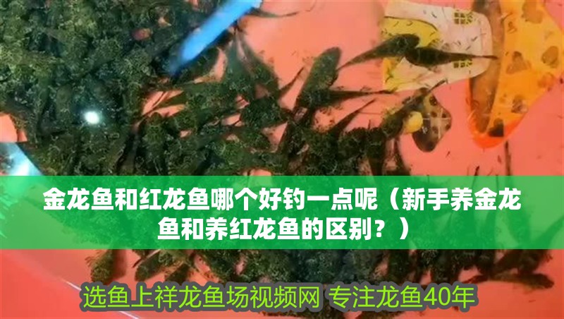 金龍魚和紅龍魚哪個好釣一點呢（新手養金龍魚和養紅龍魚的區別？）