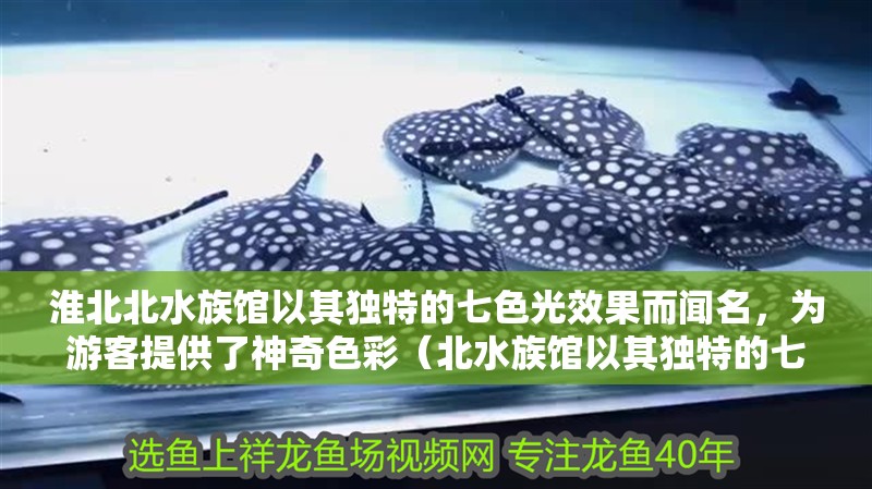 淮北北水族館以其獨特的七色光效果而聞名，為游客提供了神奇色彩（北水族館以其獨特的七色光效果而聞名） 淮北北水族館以其獨特的七色光效果而聞名，為游客提供了神奇色彩（北水族館以其獨特的七色光效果而聞名） 觀賞魚百科