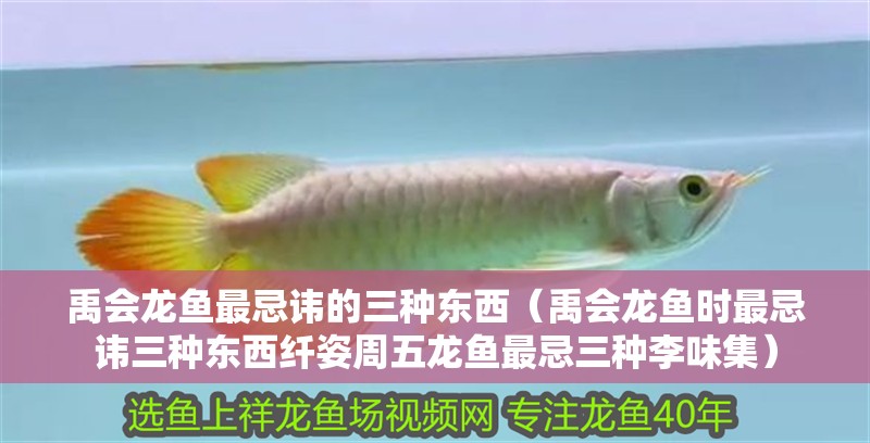 禹會龍魚最忌諱的三種東西（禹會龍魚時最忌諱三種東西纖姿周五龍魚最忌三種李味集）