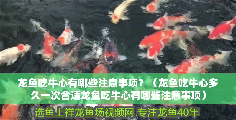 龍魚吃牛心有哪些注意事項(xiàng)？（龍魚吃牛心多久一次合適龍魚吃牛心有哪些注意事項(xiàng)）