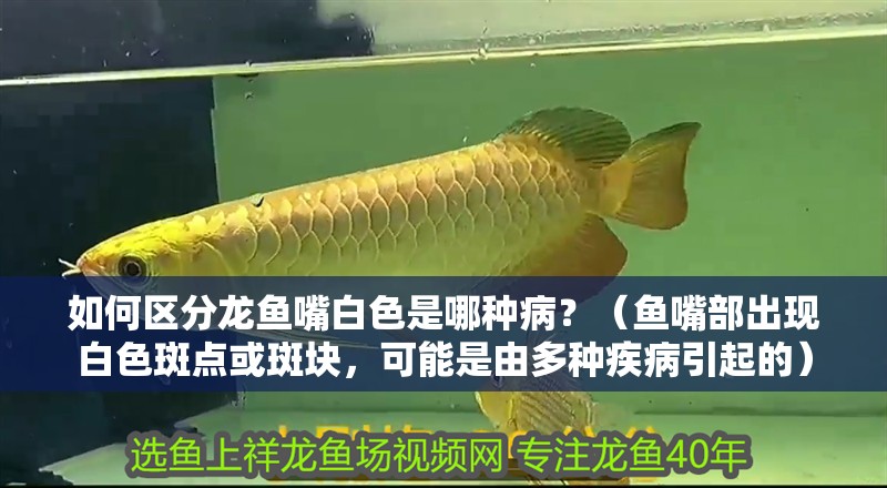 如何區分龍魚嘴白色是哪種病？（魚嘴部出現白色斑點或斑塊，可能是由多種疾病引起的）