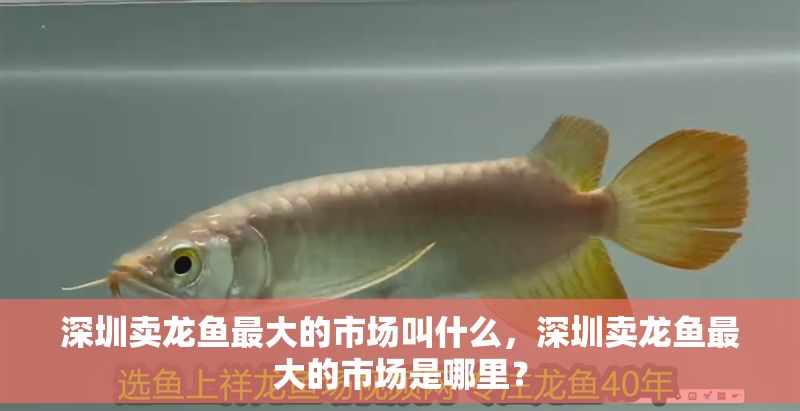 深圳賣龍魚最大的市場叫什么，深圳賣龍魚最大的市場是哪里？