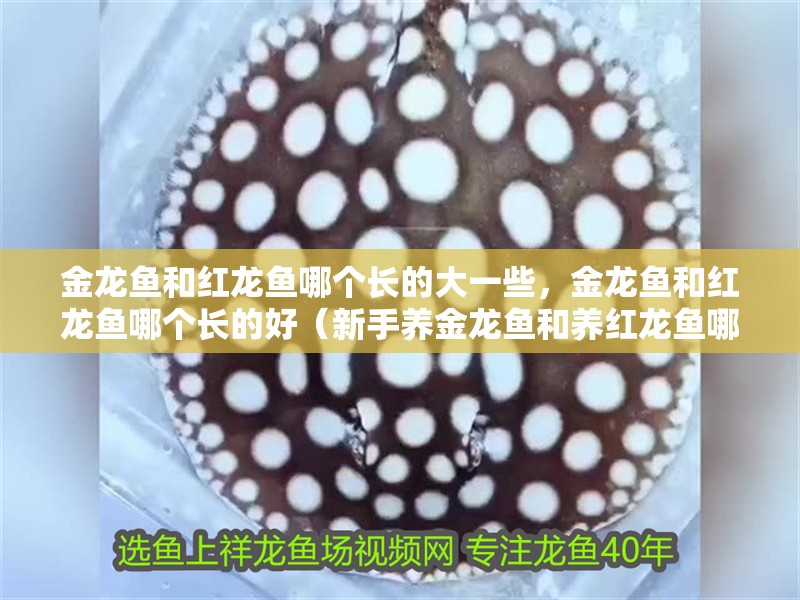 金龍魚和紅龍魚哪個長的大一些，金龍魚和紅龍魚哪個長的好（新手養金龍魚和養紅龍魚哪個好）