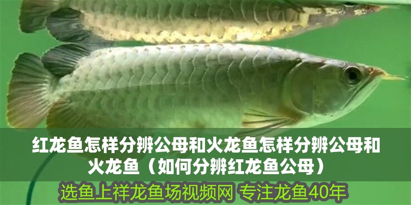 紅龍魚(yú)怎樣分辨公母和火龍魚(yú)怎樣分辨公母和火龍魚(yú)（如何分辨紅龍魚(yú)公母）