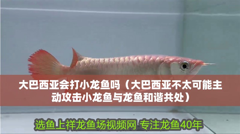 大巴西亞會(huì)打小龍魚嗎（大巴西亞不太可能主動(dòng)攻擊小龍魚與龍魚和諧共處）