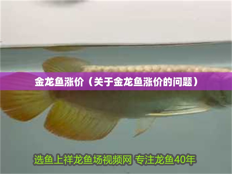 金龍魚漲價（關于金龍魚漲價的問題）
