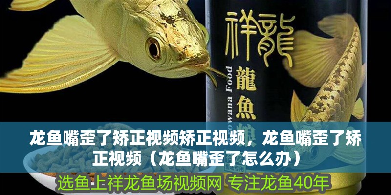 龍魚嘴歪了矯正視頻矯正視頻，龍魚嘴歪了矯正視頻（龍魚嘴歪了怎么辦）
