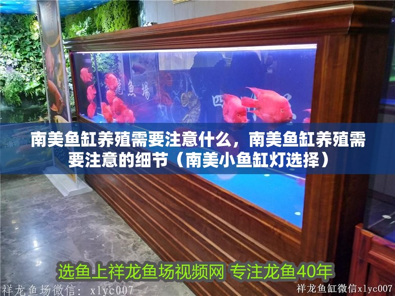 南美魚缸養殖需要注意什么，南美魚缸養殖需要注意的細節（南美小魚缸燈選擇）