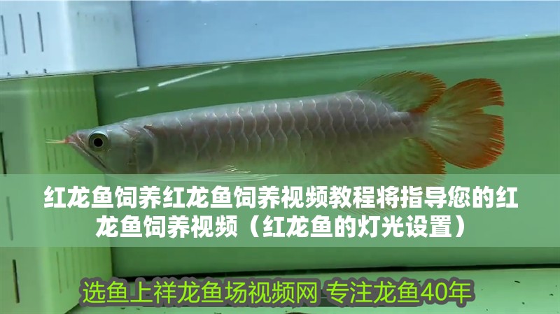 紅龍魚飼養紅龍魚飼養視頻教程將指導您的紅龍魚飼養視頻（紅龍魚的燈光設置） 紅龍魚飼養紅龍魚飼養視頻教程將指導您的紅龍魚飼養視頻（紅龍魚的燈光設置） 觀賞魚百科