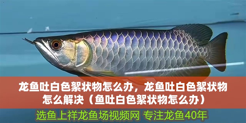 龍魚吐白色絮狀物怎么辦，龍魚吐白色絮狀物怎么解決（魚吐白色絮狀物怎么辦）