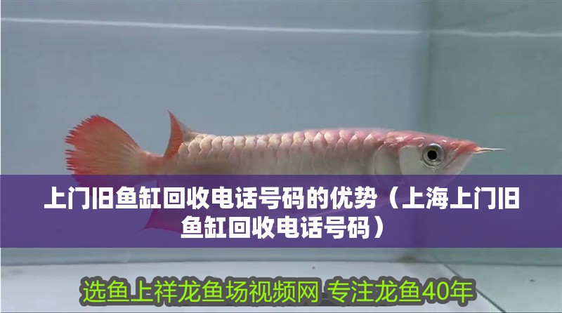 上門舊魚缸回收電話號碼的優勢（上海上門舊魚缸回收電話號碼） 上門舊魚缸回收電話號碼的優勢（上海上門舊魚缸回收電話號碼） 觀賞魚百科