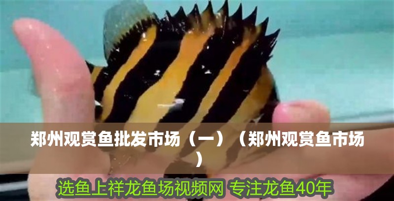 鄭州觀賞魚批發市場（一）（鄭州觀賞魚市場）