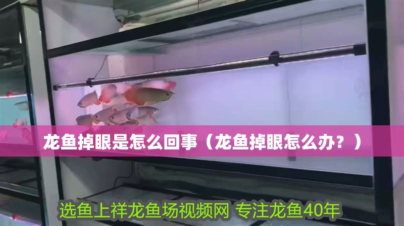 龍魚掉眼是怎么回事（龍魚掉眼怎么辦？）
